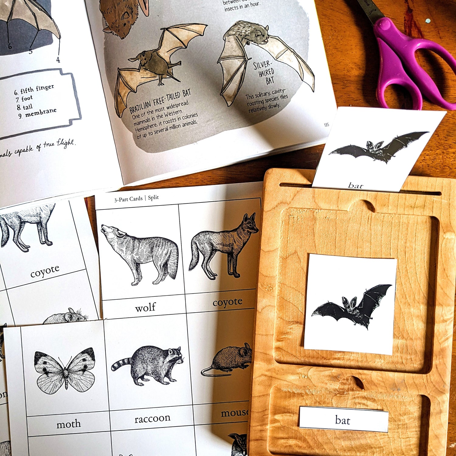 Treehouse Nature Study: Four Seasons Collection, Primary Years