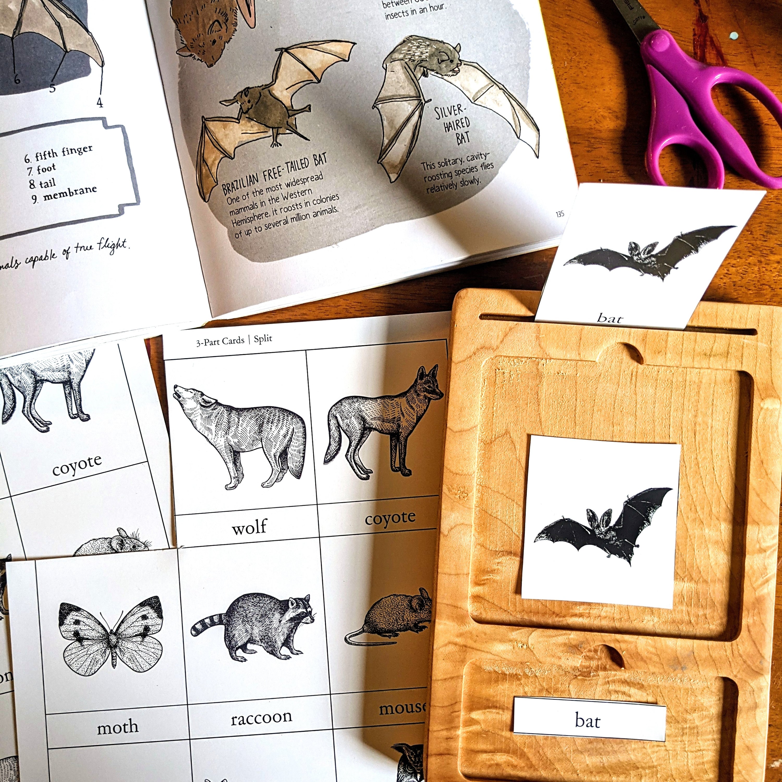 Treehouse Nature Study: Four Seasons Collection, Primary Years