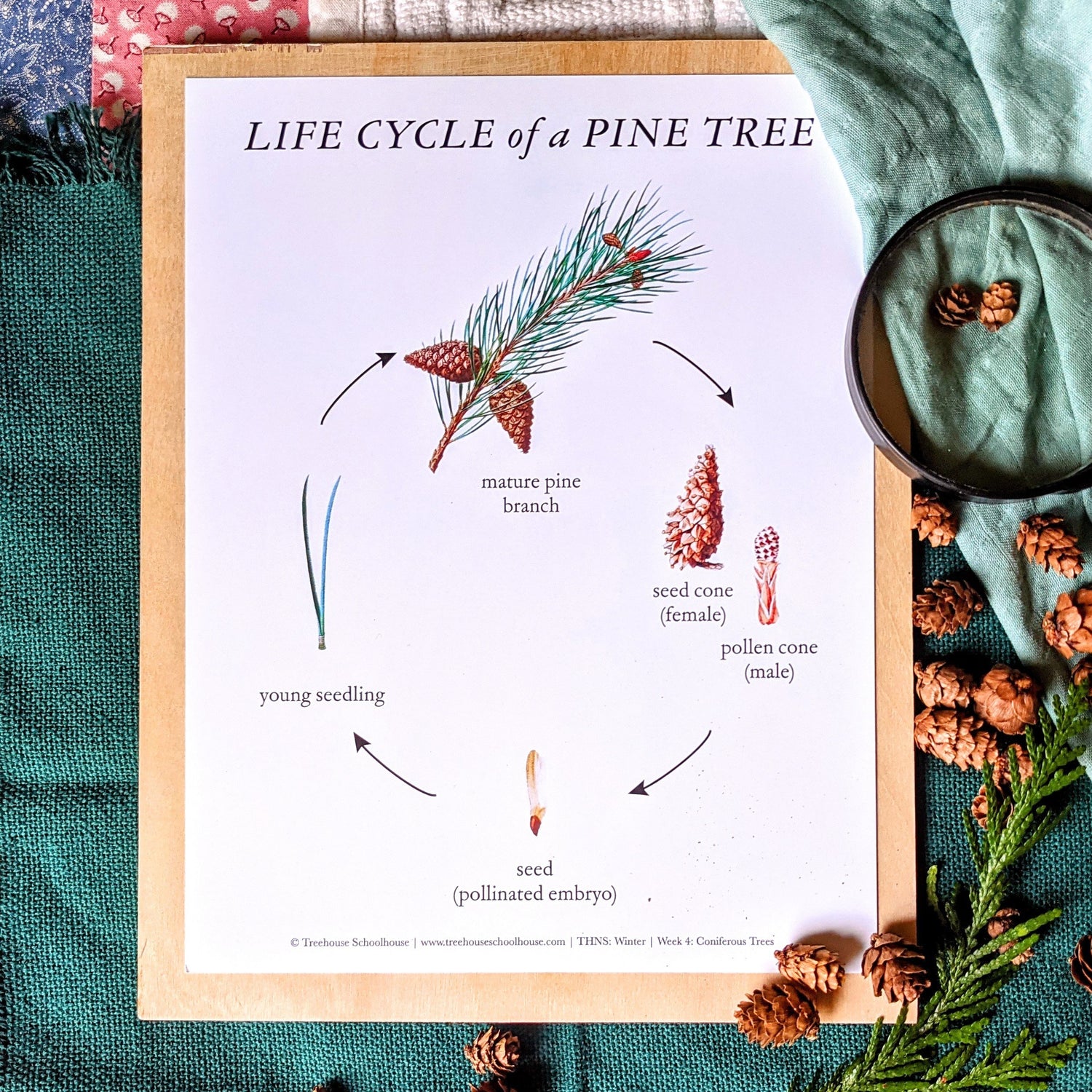 Treehouse Nature Study: Winter, Primary Years (Small Group License)