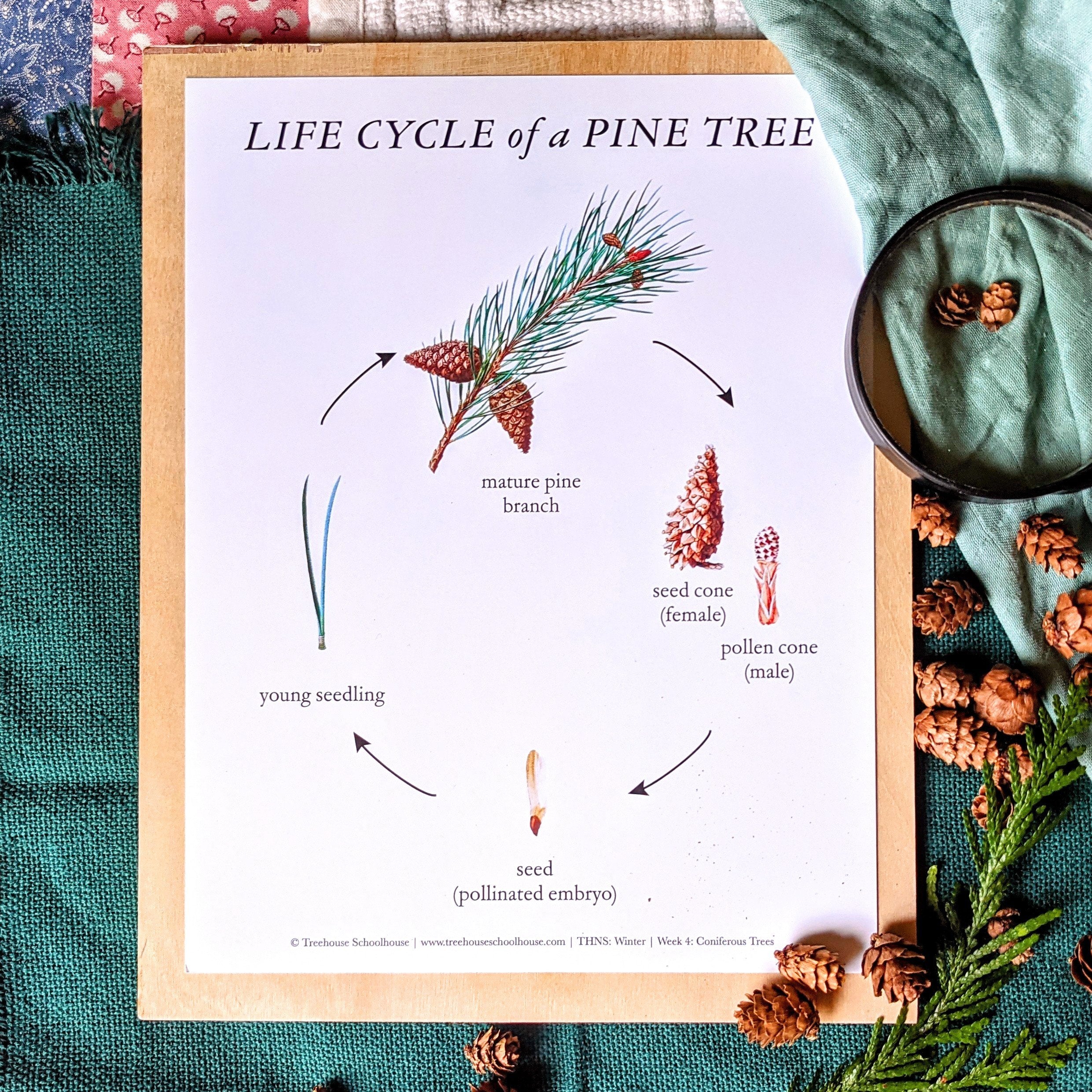Treehouse Nature Study: Winter, Primary Years (Small Group License)