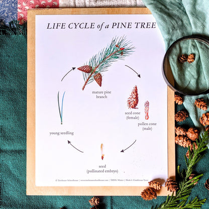 Treehouse Nature Study: Winter, Primary Years (Small Group License)