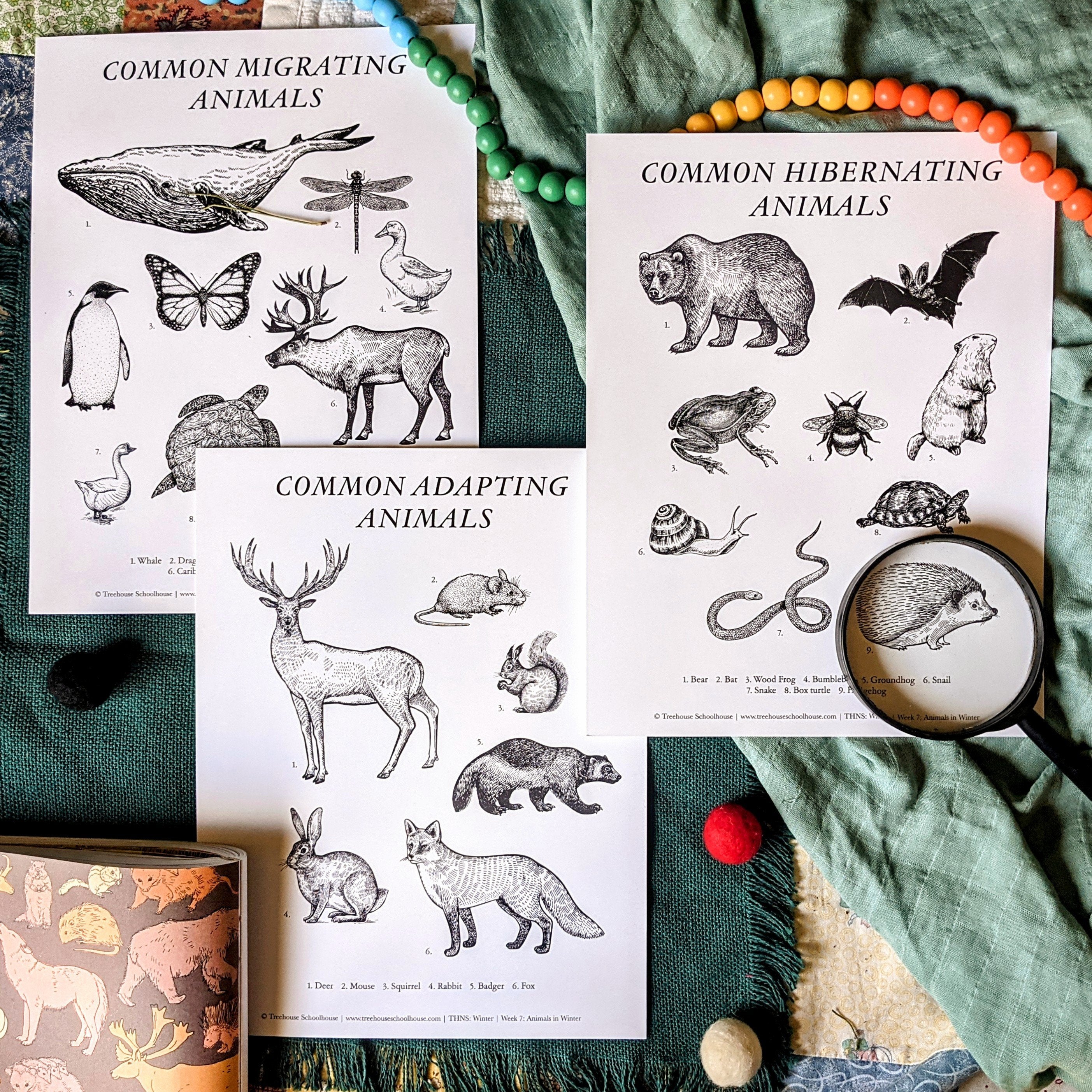 Treehouse Nature Study: Winter, Primary Years (Small Group License)