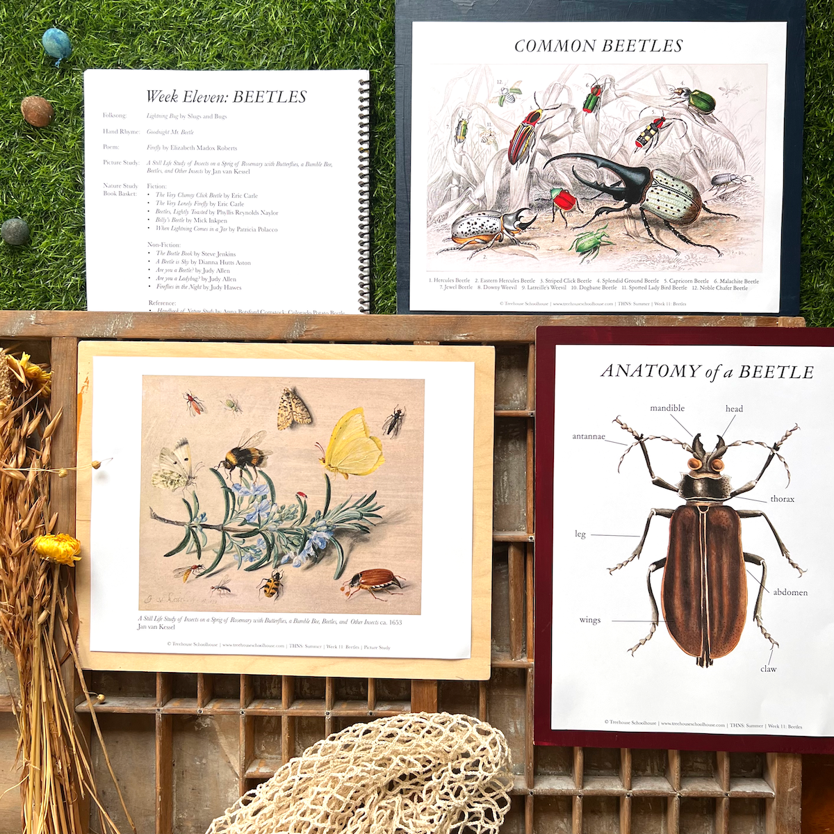 Treehouse Nature Study: Summer, Primary Years (Small Group License)