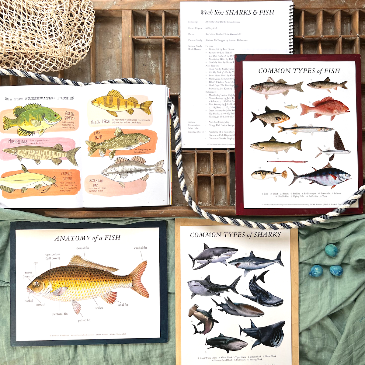Treehouse Nature Study: Summer, Primary Years (Small Group License)