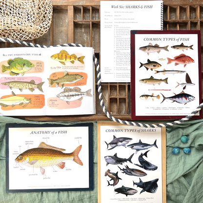 Treehouse Nature Study: Summer, Primary Years (Small Group License)